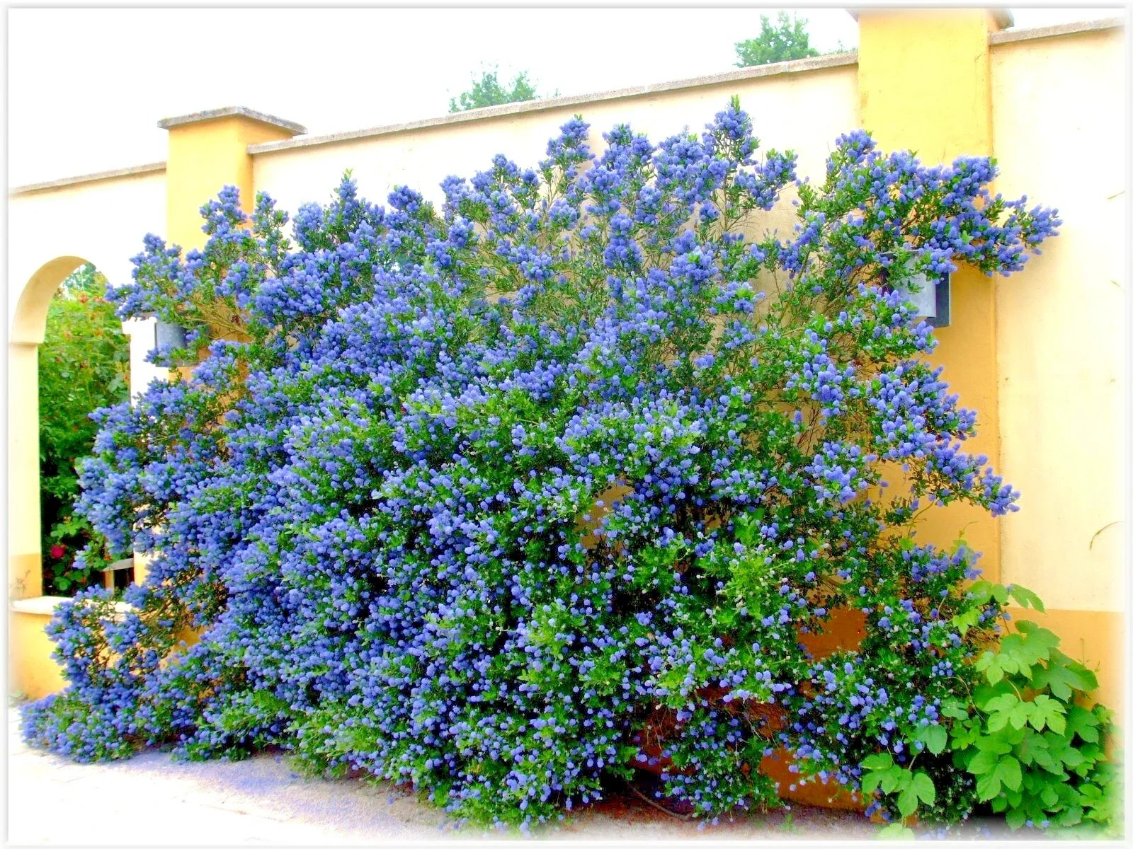 Ceanothus Skylark - Californian Lilac - 3Ltr Pot