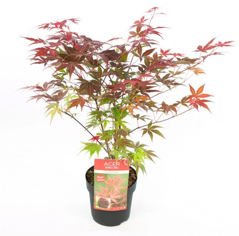 acer_palm._atropurpeum_c3_.jpg