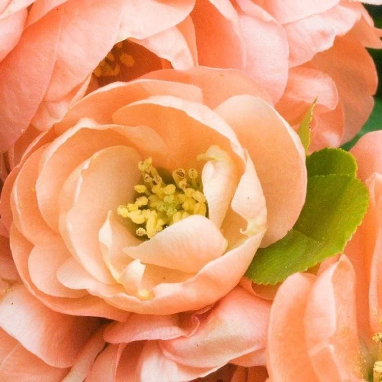 chaenomeles-speciosa-geisha-girl-flowering-quince-d61.jpg