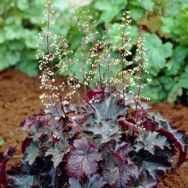 heuchera-micrantha-palace-purple-3-750x750.jpg