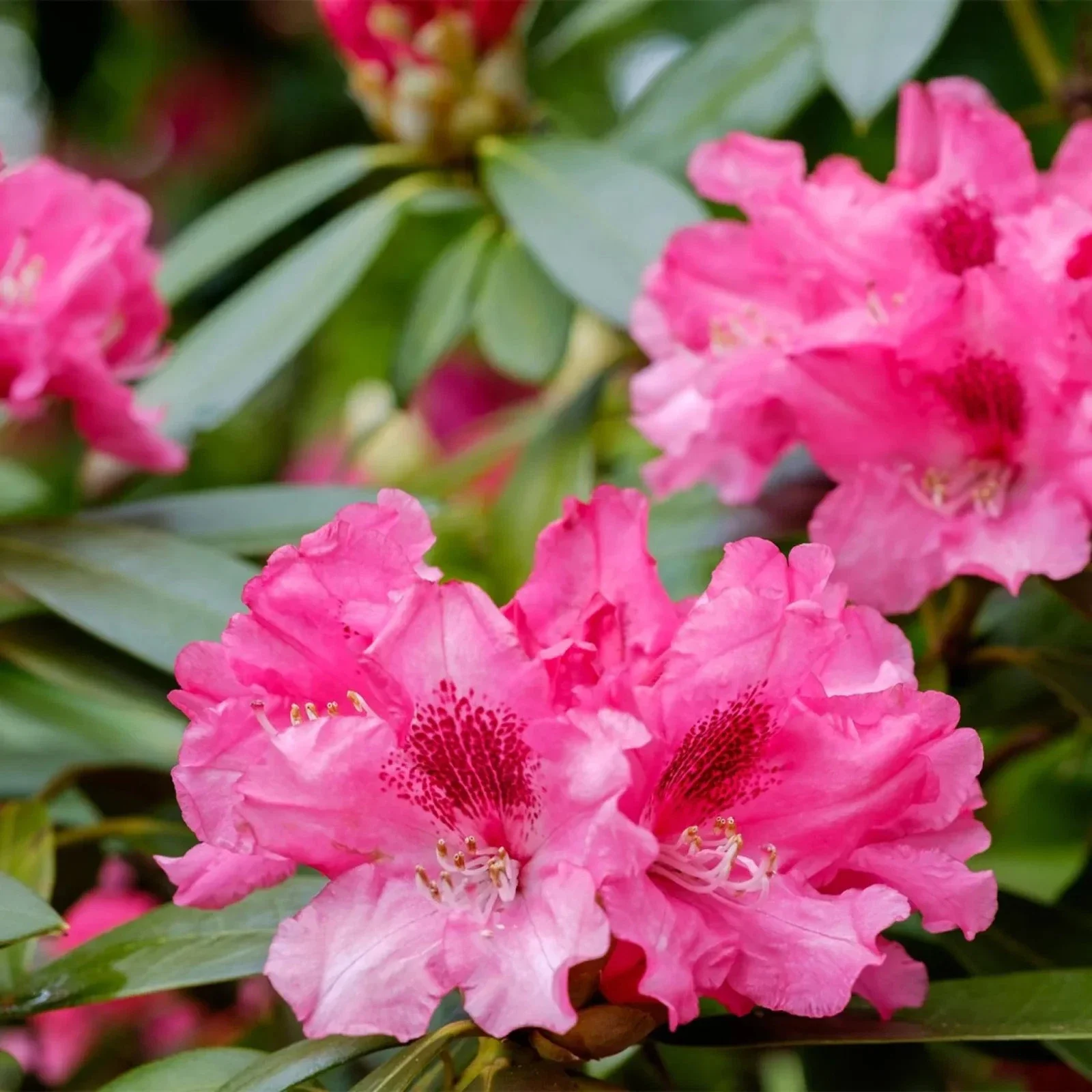 Rhododendron Yakushimanum Sneezy - 4Ltr Pot