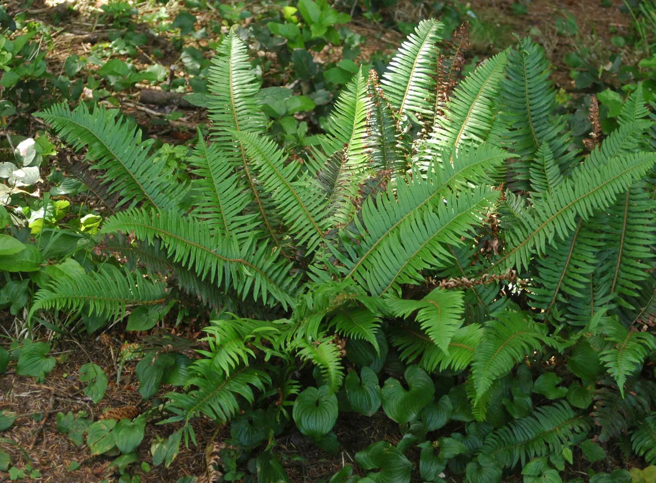 PoM22009-06.jpg