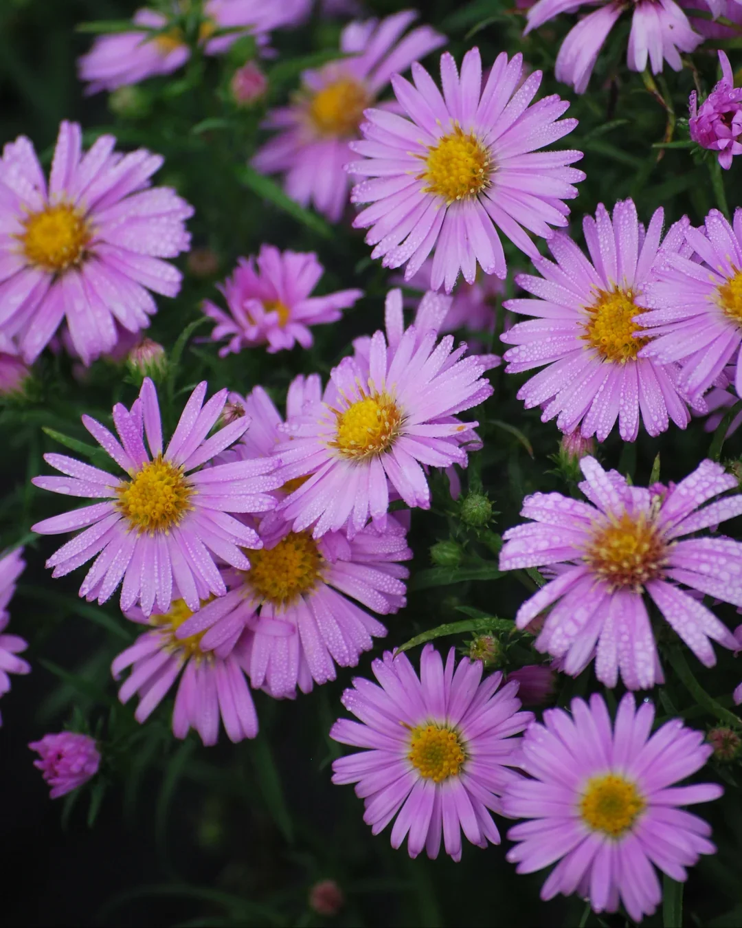 Aster_9-21-16_019.webp