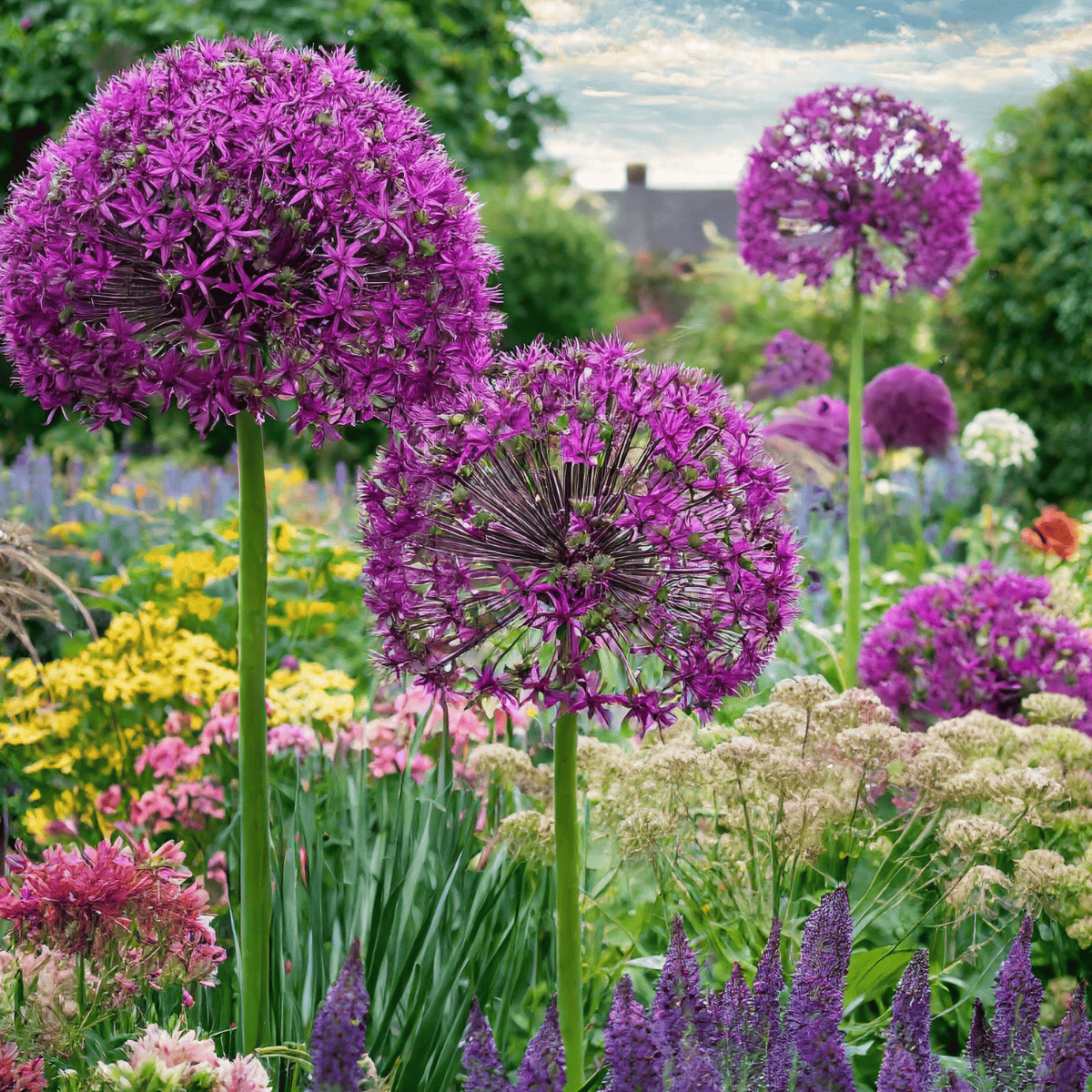 Alliums-and-and-companions-2.webp