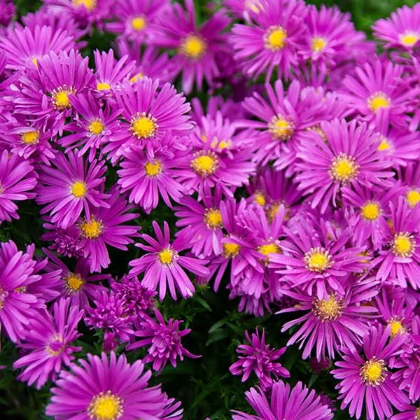 Aster-ISLAND-TONGA.jpg