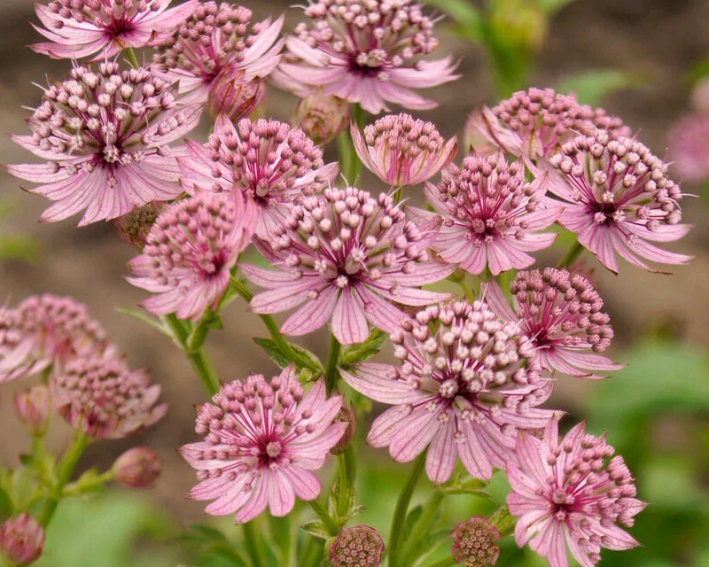astrantia-pink-pride-1_x778_crop_center@2x.webp