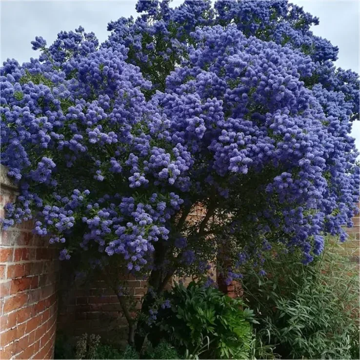 ceanothus-tree-large-2-a7dda109.webp