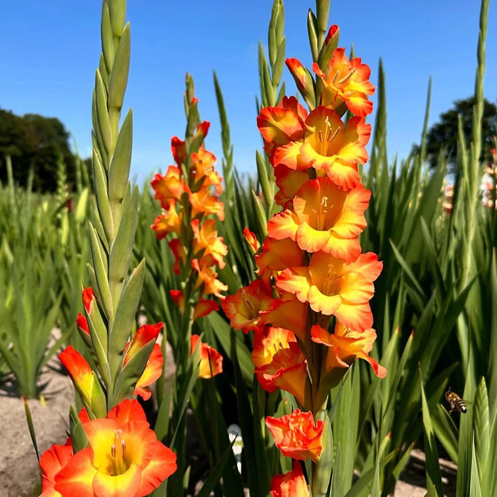 Gladioli Princess Margaret - 3Ltr Pot