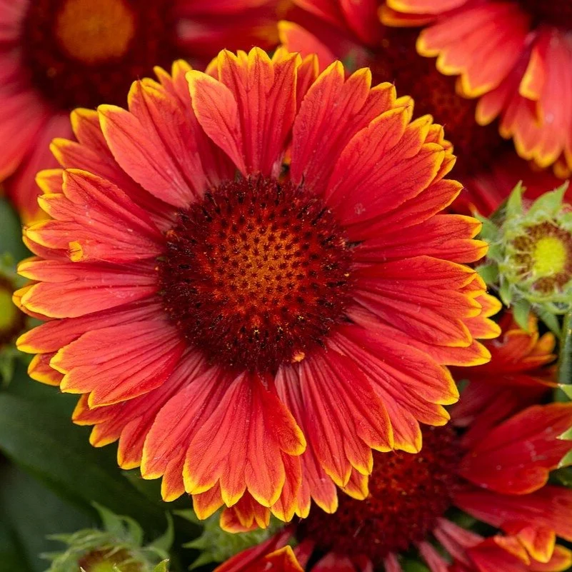 Gaillardia-SpinTop-Yellow-Touch-Gaillardia-aristata-SADZONKA-P11-1L.jfif