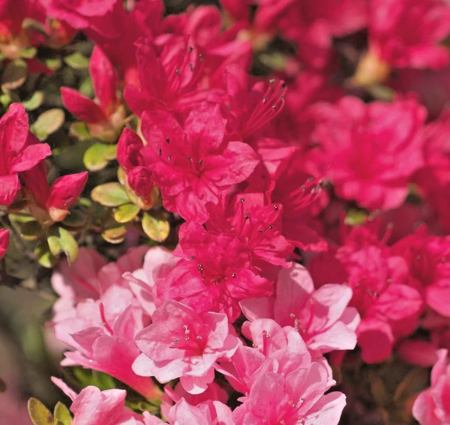 Azalea Japonica Excelsior - 2Ltr Pot