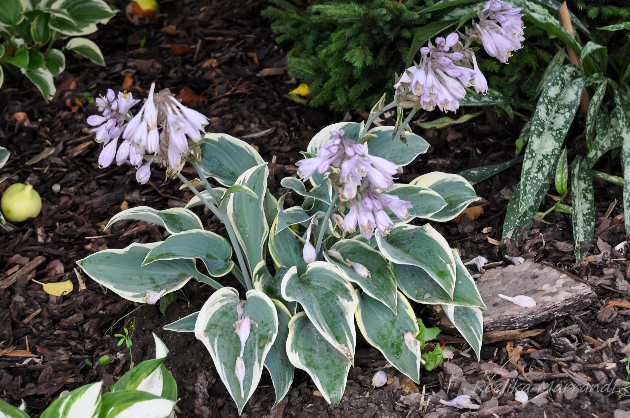 707_4390_Hosta_First_Frost-scaled.jpg