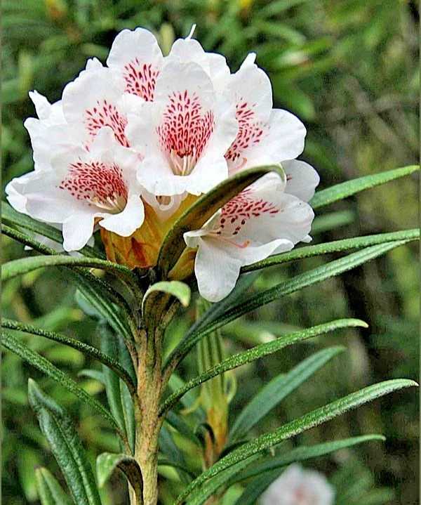 Rhododendron Oreonastes Mountain - 4Ltr Pot