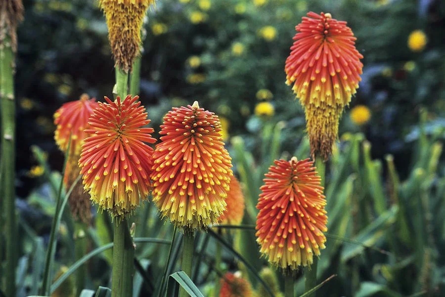 red-hot-poker-kniphofia-rooperi-adrian-thomas.jpg