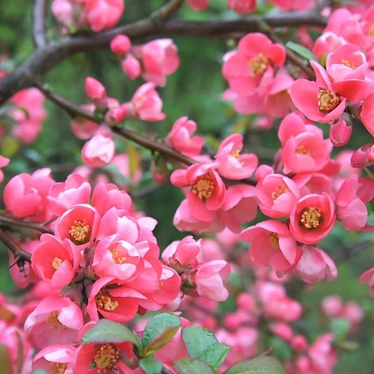 chaenomeles-pink-trail-1.jpg