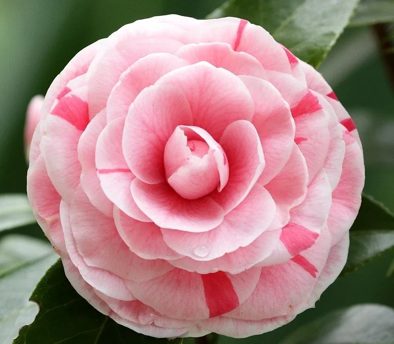 Camellia Japonica Bonomiana - 3Ltr Pot