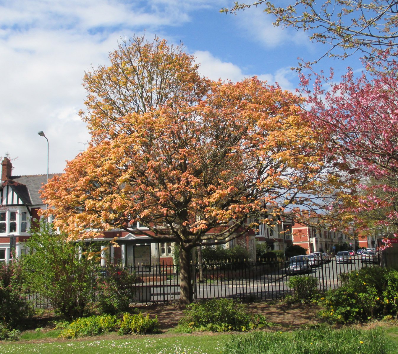 acer-pseudoplatanus-brilliantissimum-3.jpg