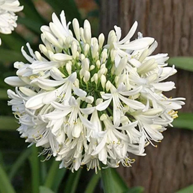 Agapanthus Alba White - 3Ltr Pot