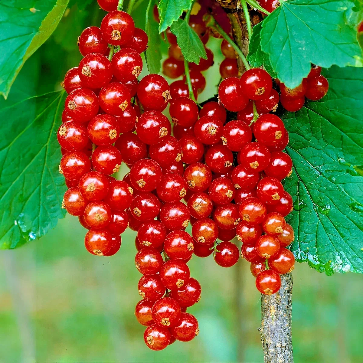 Red Currant Fruit Ribes Jonkheer van Tets - 3Ltr Pot