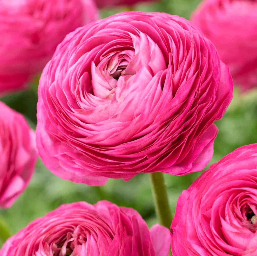 Peony Ranunculus Pink - 3Ltr Pot
