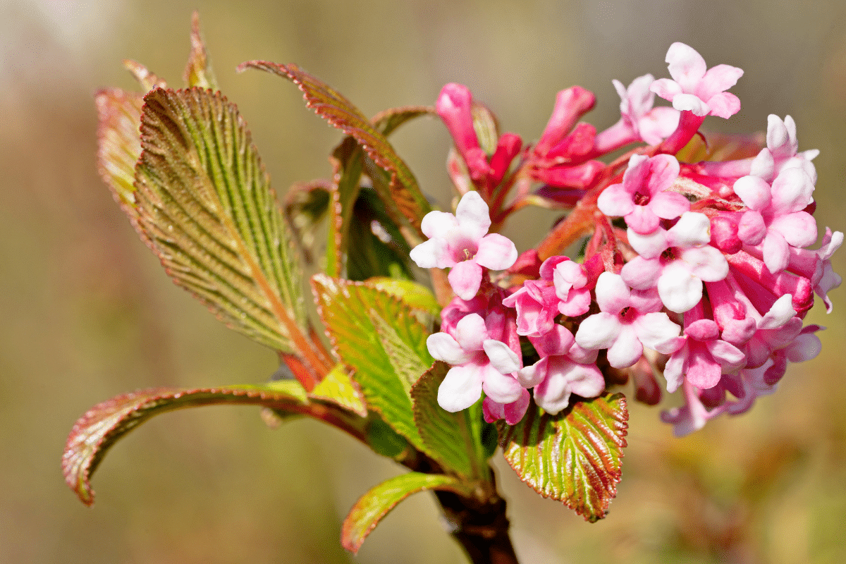 viburnum1.png