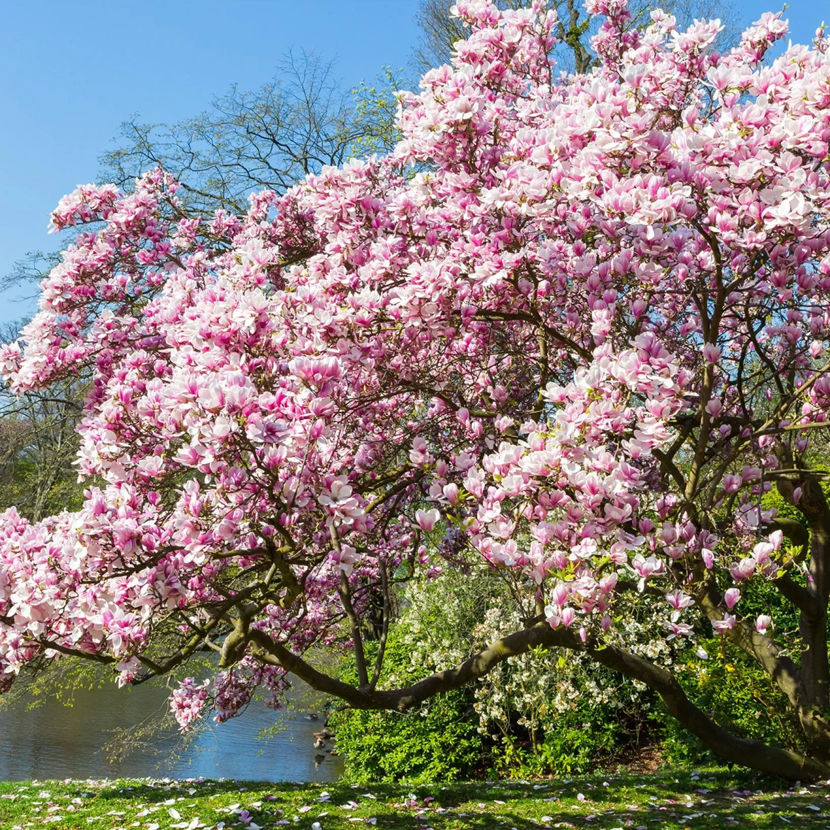 Magnolia-soulangeana-copyright-7818432-Pi.webp