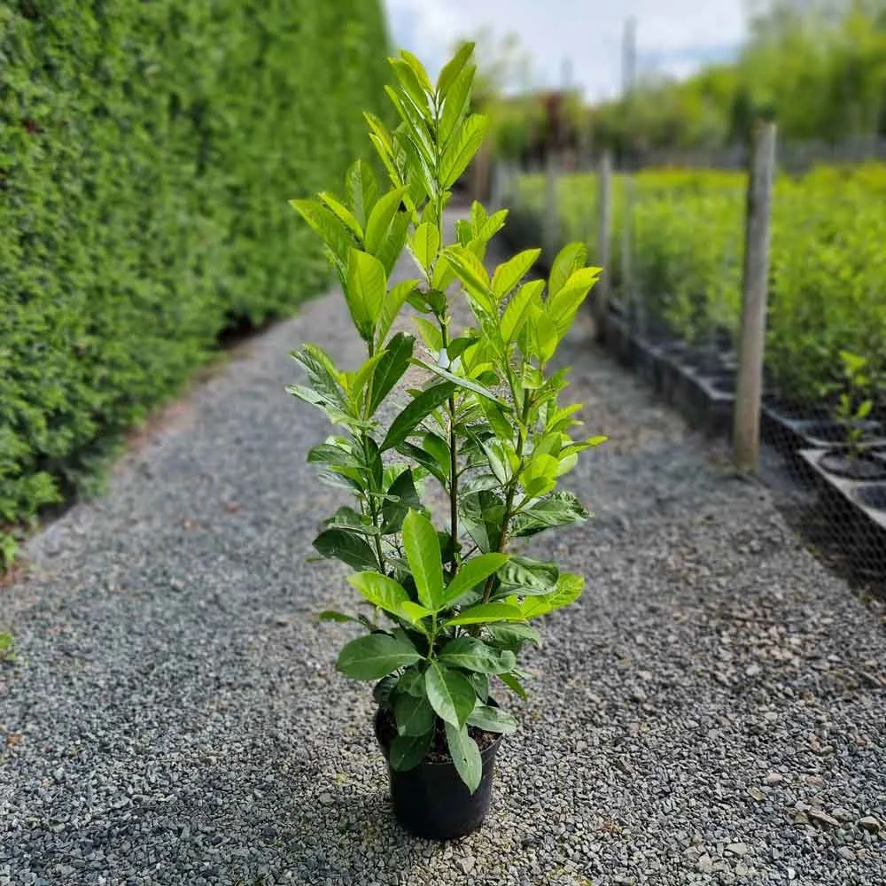 Laurel-80-100cm-tall.jpg