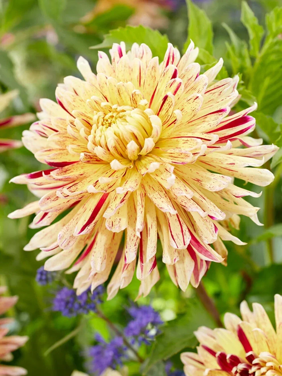 Dahlia Cambridge - 3Ltr Pot