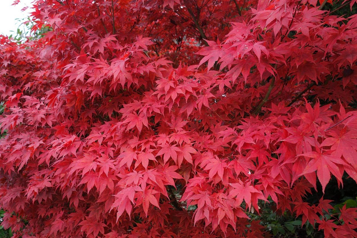 Bloodgood-Japanese-Maple-1.jpg