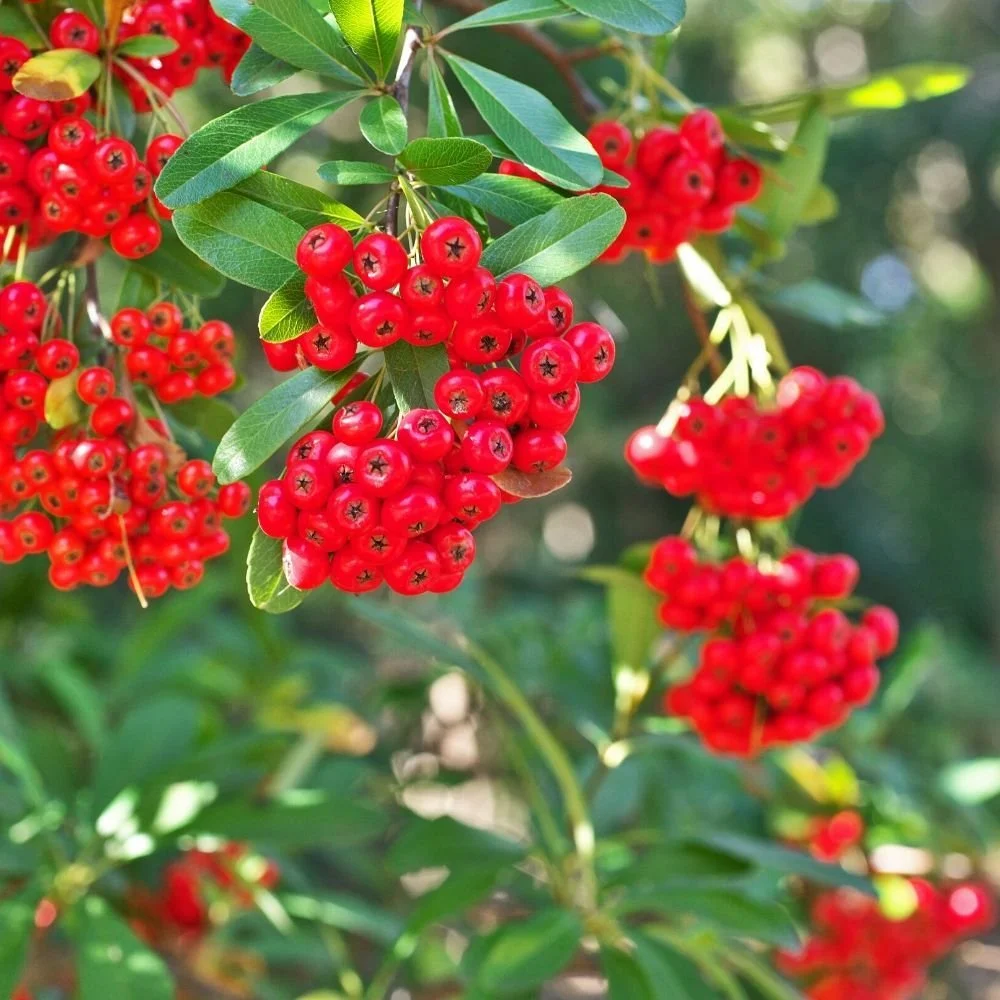 _p_y_pyracantha_-_red_5_.jpg