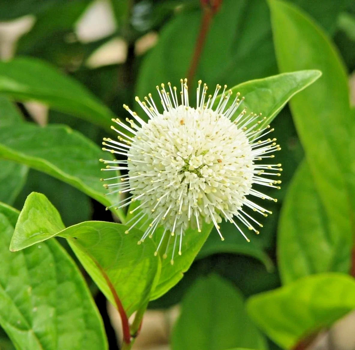Cephalanthus Occidentalis Honeyballs 3Ltr Pot