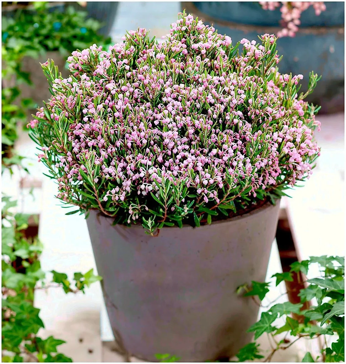 Andromeda Polifolia Compacta Bog Rosemary - 3Ltr Pot