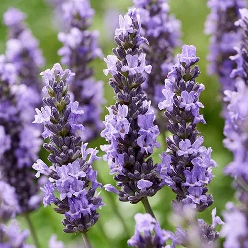 Lavender Sensational - New Rare - 3Ltr Pot