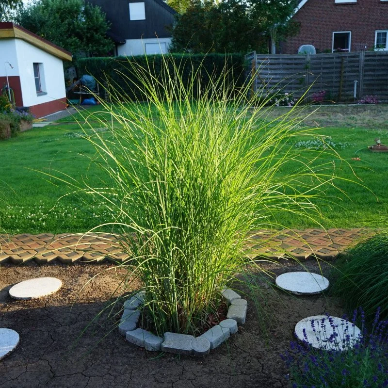 miscanthus-sinensis-strictus-dwarf-roseau-de-chine.jpg