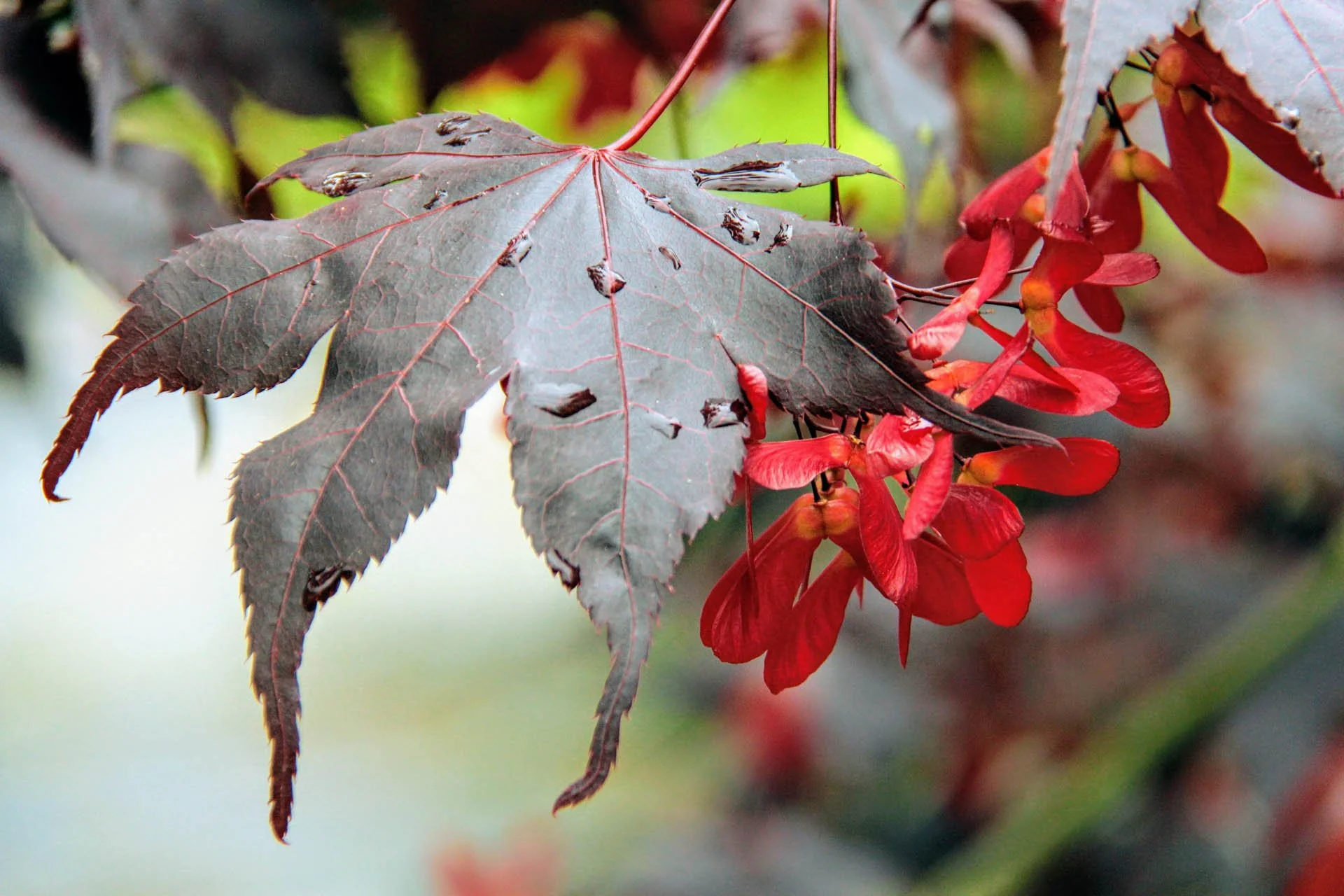 1.-Acer-palmatum-Bloodgood.jpg
