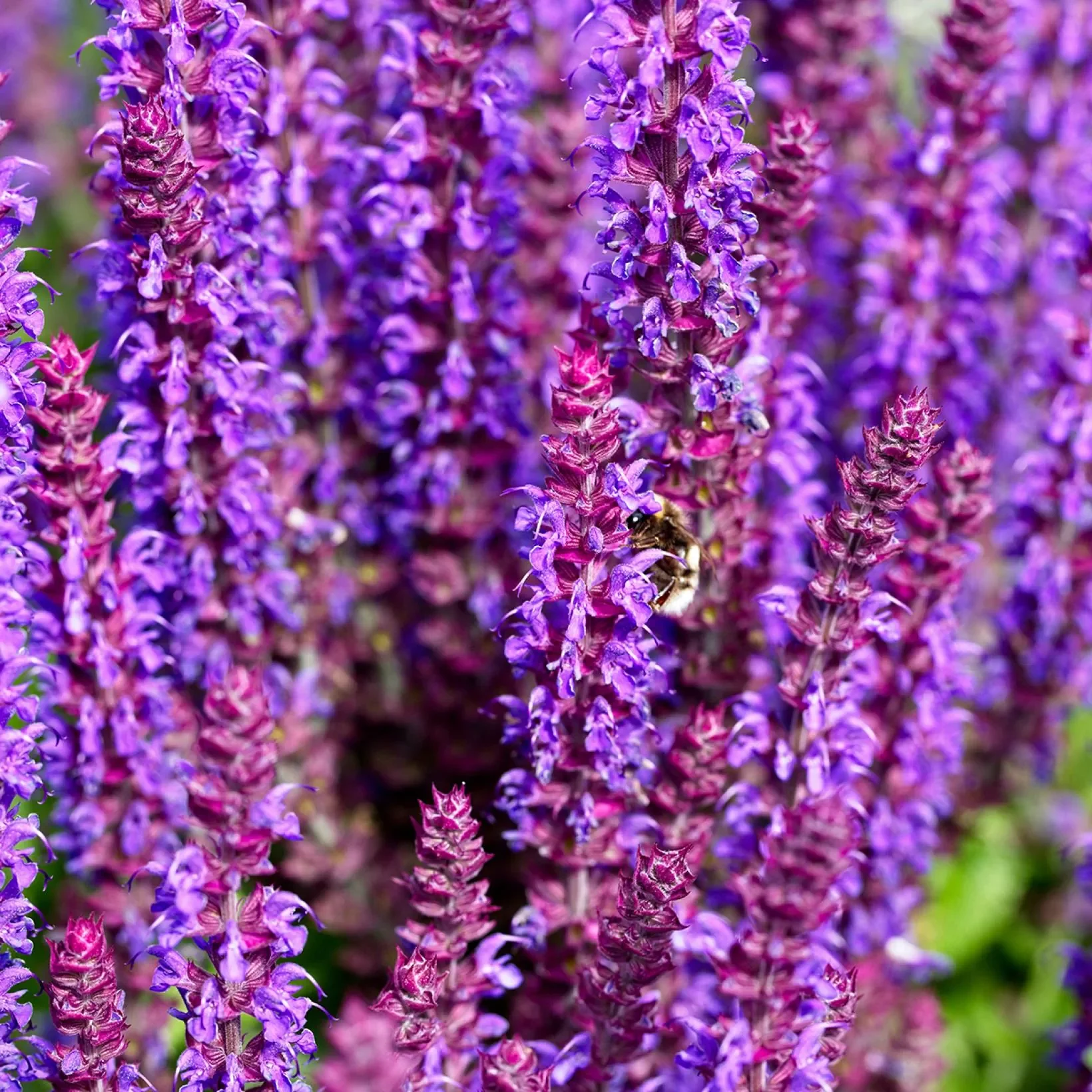 Salvia-nemorosa-Caradonna-Compact-Sauge-des-bois-copyright-18892-4.webp