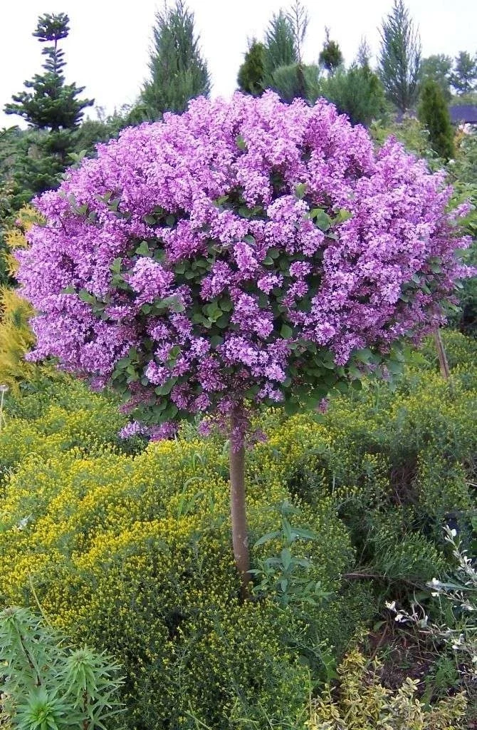 Syringa Meyeri Palibin Dwarf Korean Lilac - 3Ltr Pot