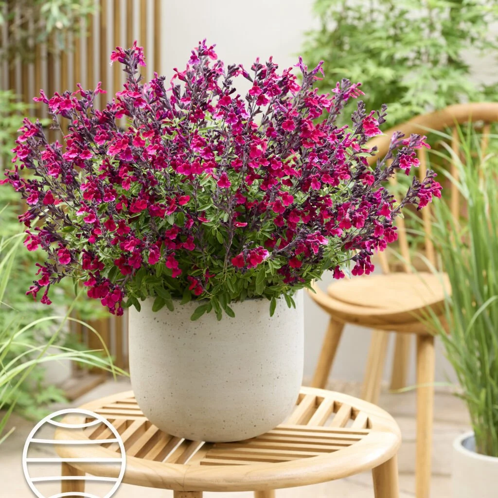 Salvia-Magical®-Zambezi-visi234016-1024x1024.jpg