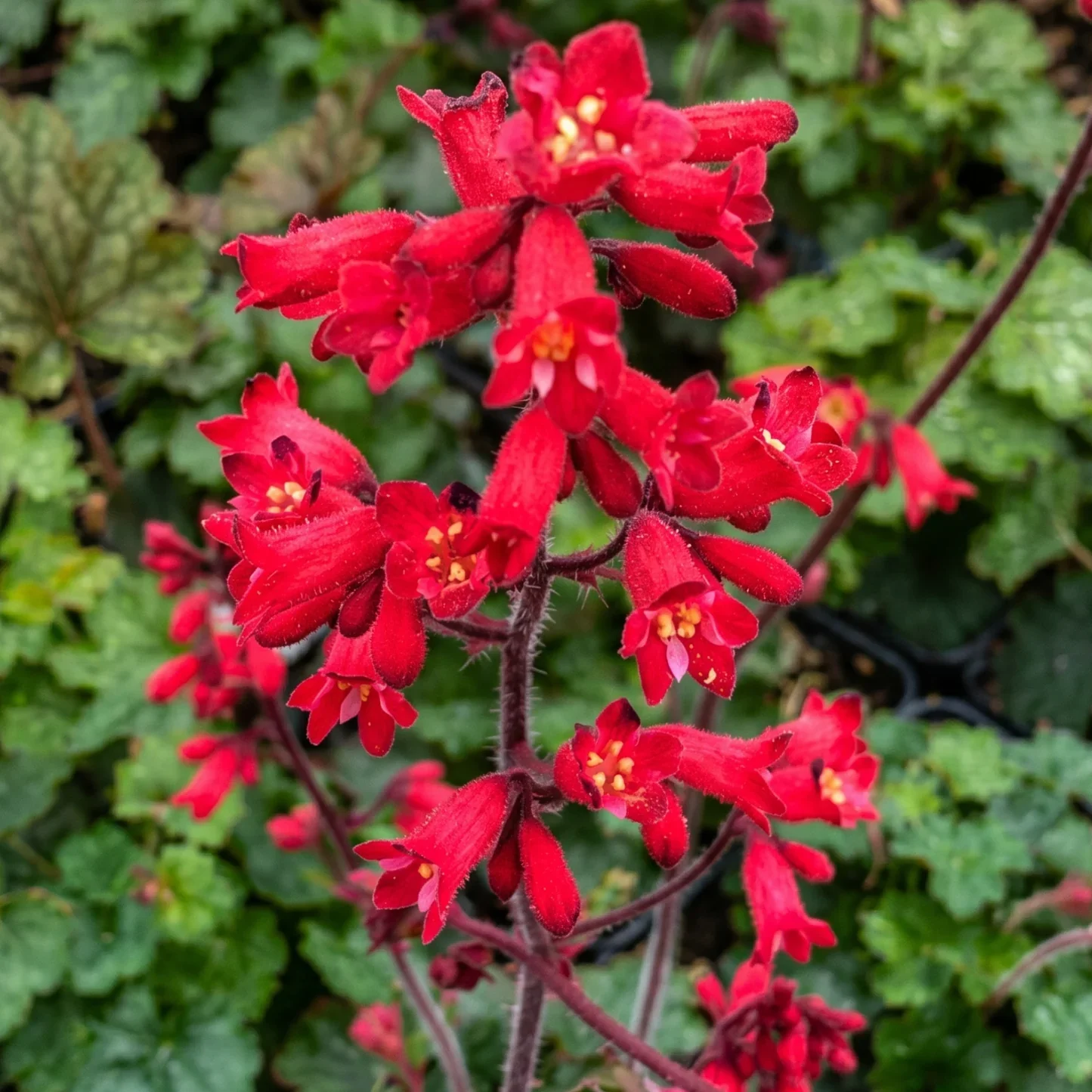 HEUCHERA_sanguinea_Coral_Petite.webp