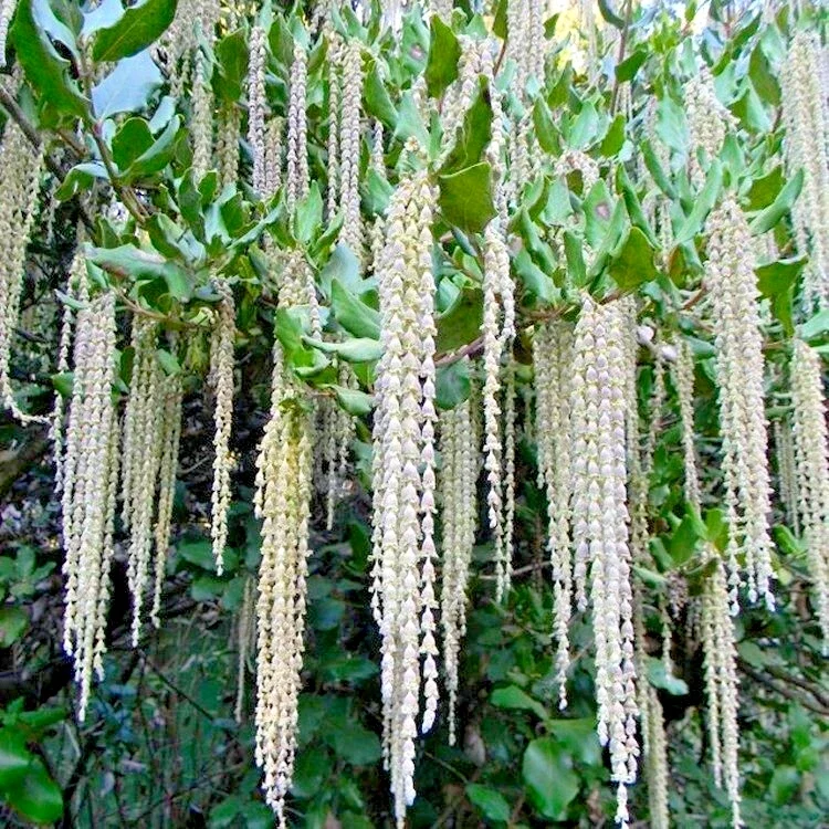 Garrya Eliptica Silk Tassle - 3Ltr Large Pot