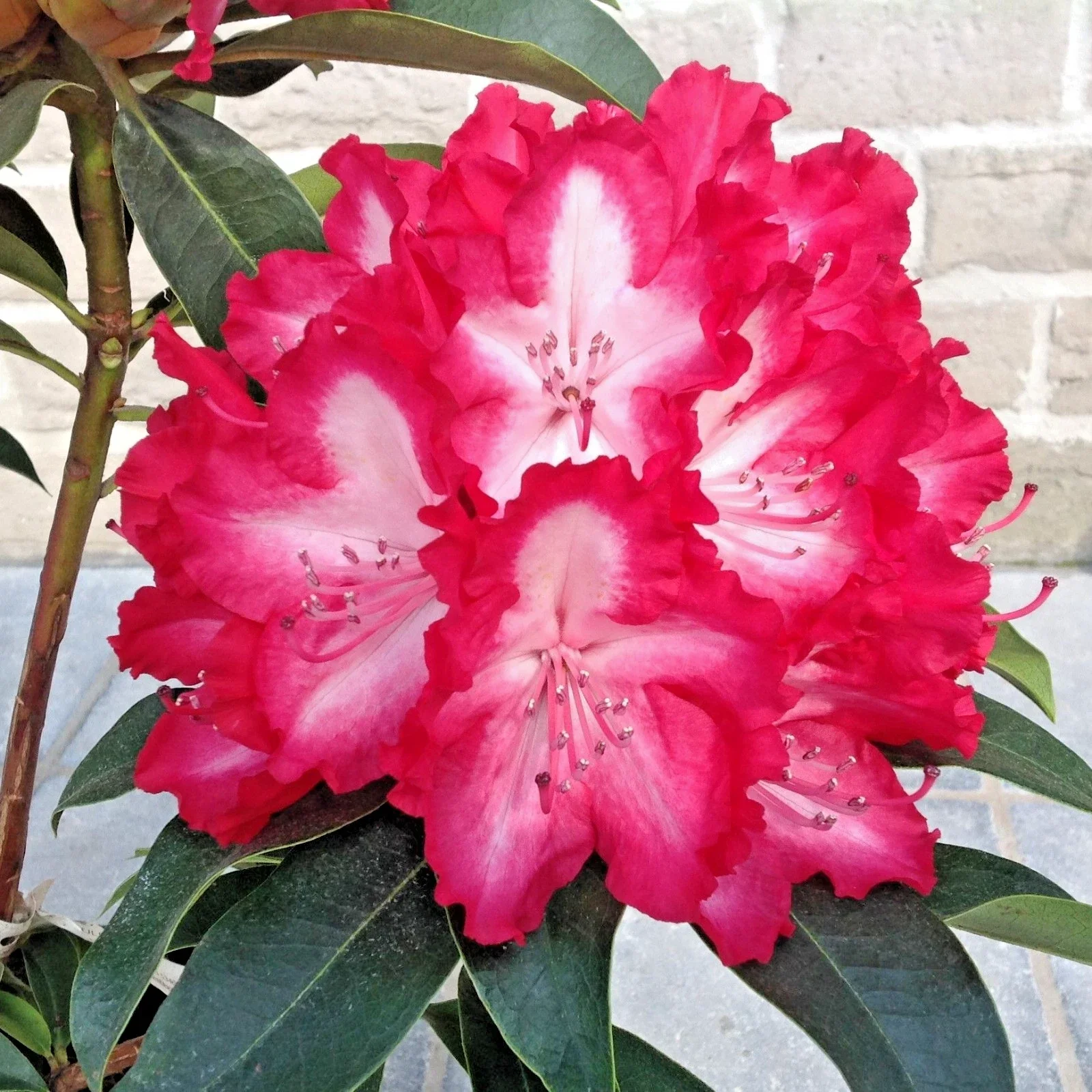 Rhododendron Lumie - 4Ltr Pot