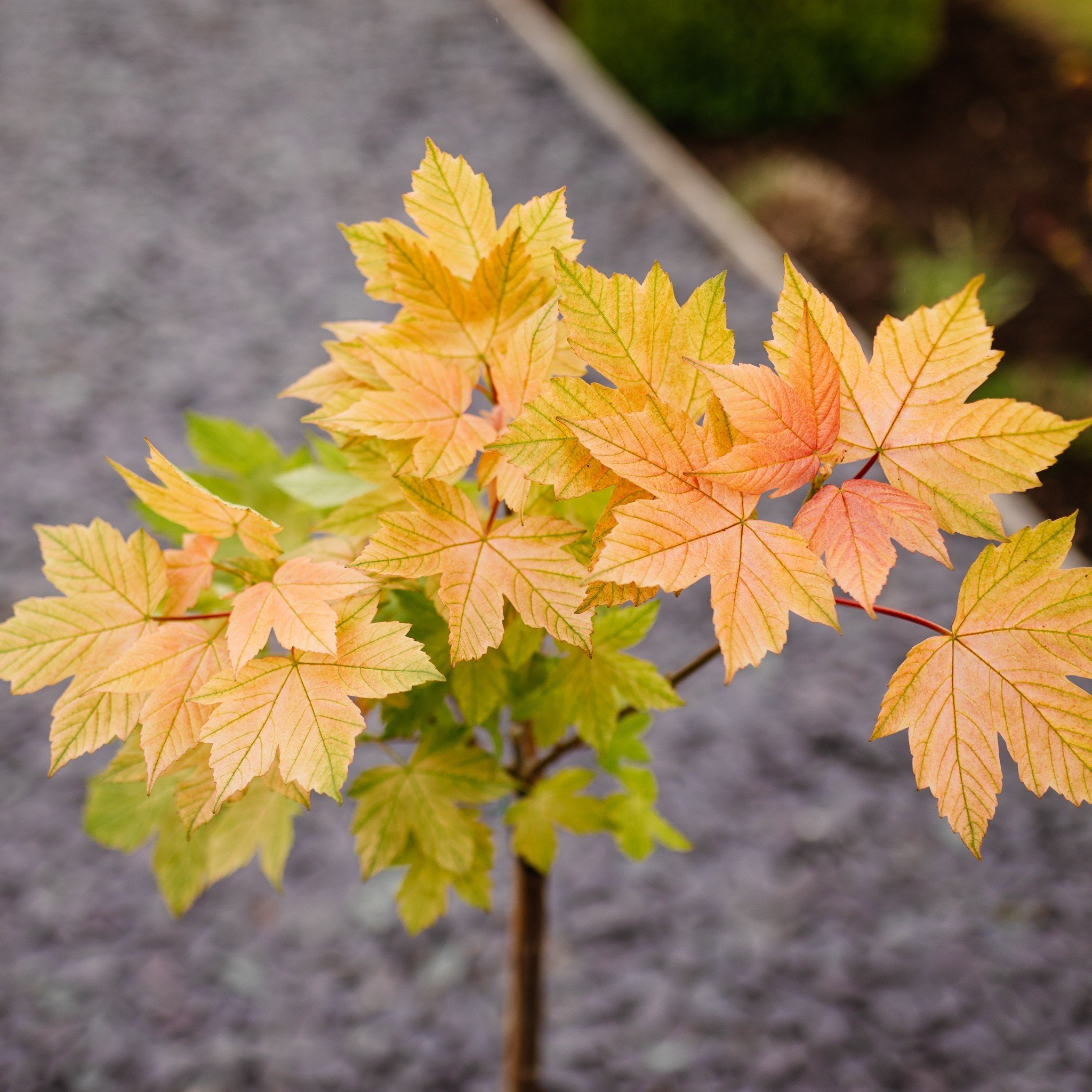 acer-pseudoplatanus-brilliantissimum-92d.jpg