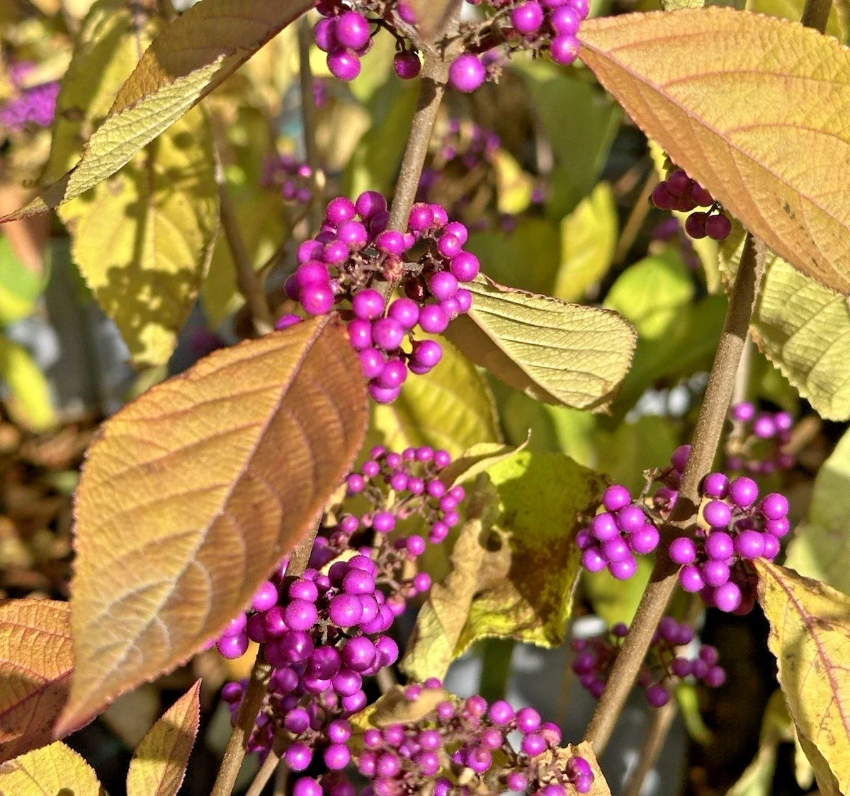 Callicarpa bod Profusion Beautyberry 3Ltr Pot