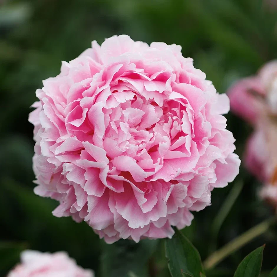 Peony Sarah Bermhardt Pink - 3Ltr Pot
