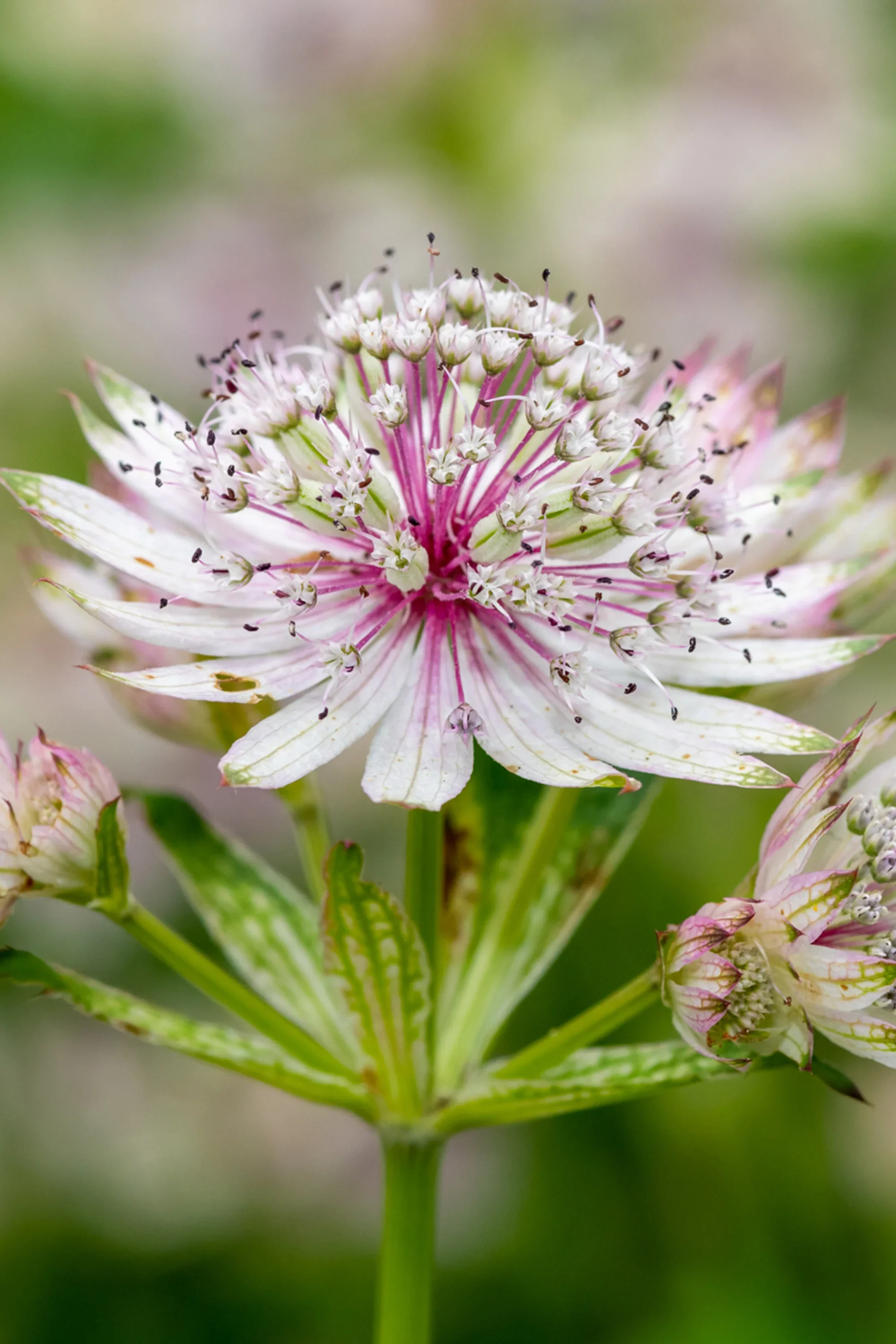 Astrantia Major - Deluxe 3Lt Pot