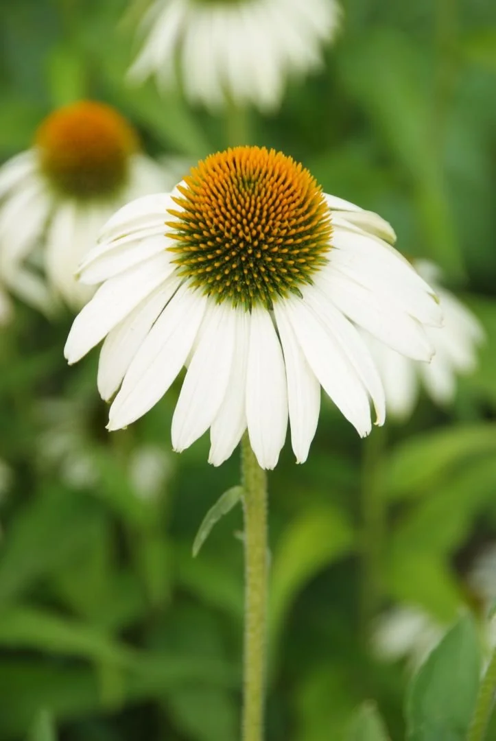 echinacea_purpurea_white_swan_-_zonnehoed_1920.jpg