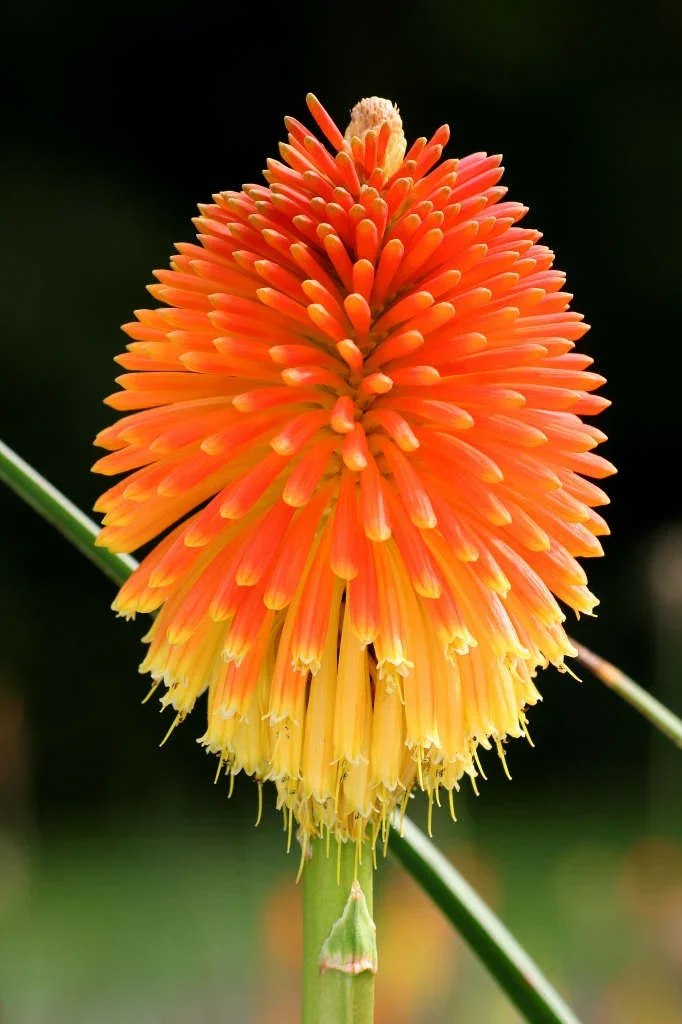 WSYD0004890_5387.webp
