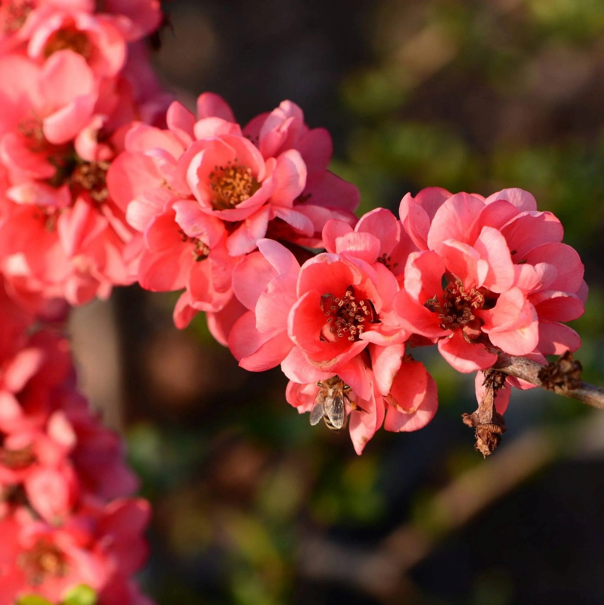 Chaenomeles-x-superba-Pink-Lady-1-6.jpg