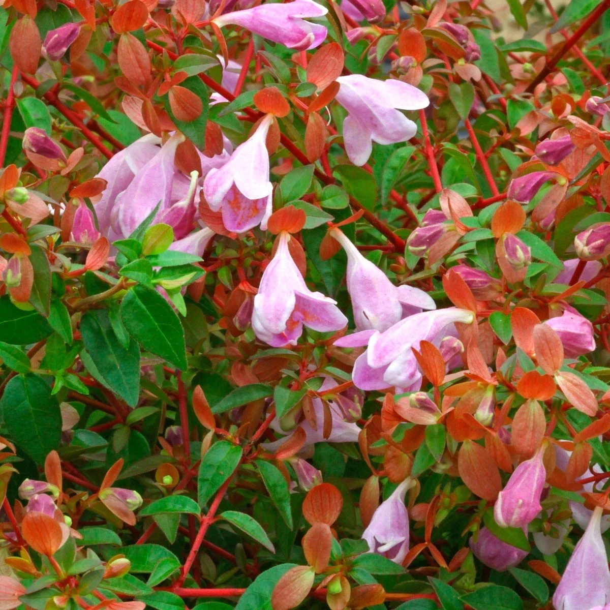 Abelia Pinky Bells - 3Ltr Pot