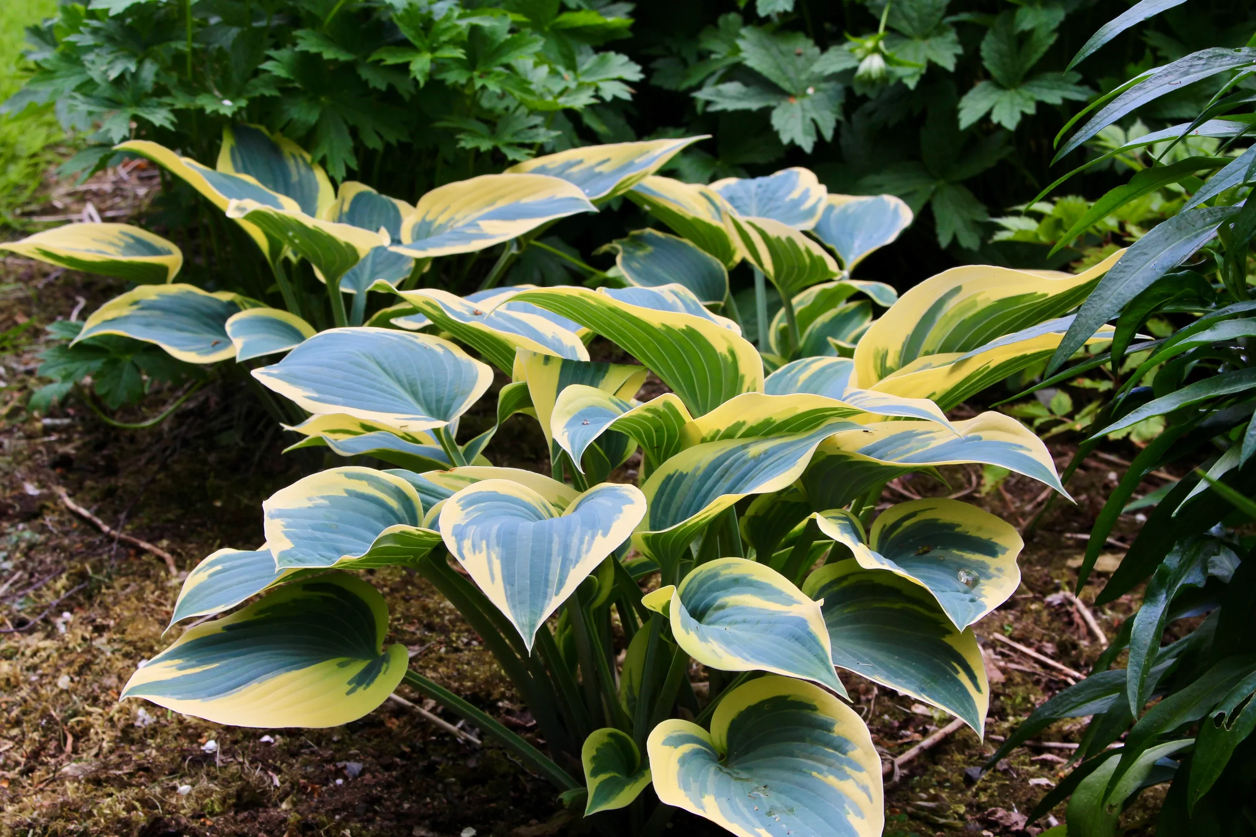 Hosta_FirstFrost_v_5.webp