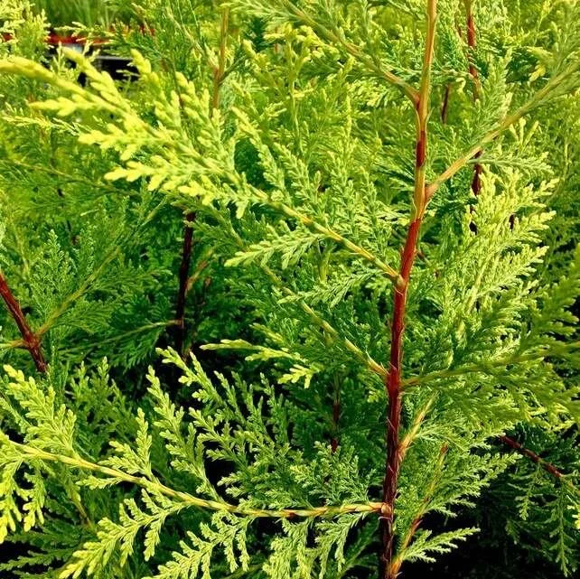 Cupressocyparis 'Castlewellan Gold' - XXL Large 3Lt Pot